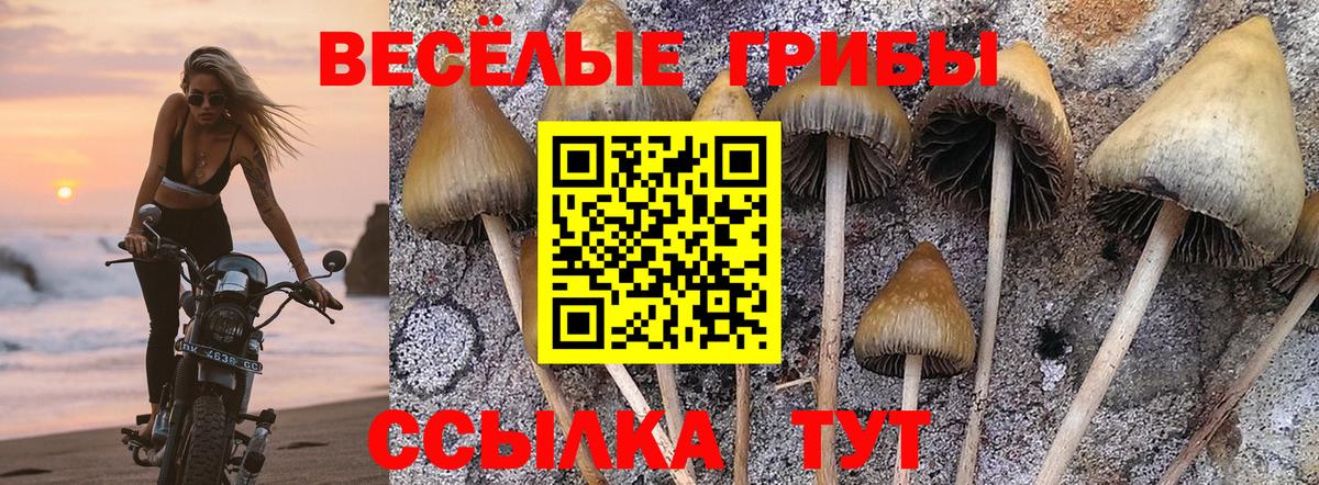Галлюциногенные грибы GOLDEN TEACHER  Галлюциногенные грибы Cubensis  Киреевск  Вход с VPN 
